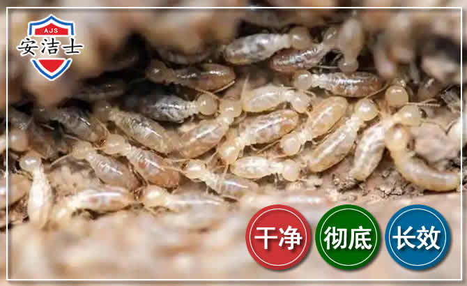 开化白蚁防治