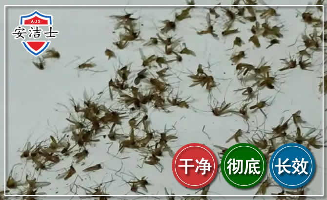 开化苍蝇防治-灭蝇