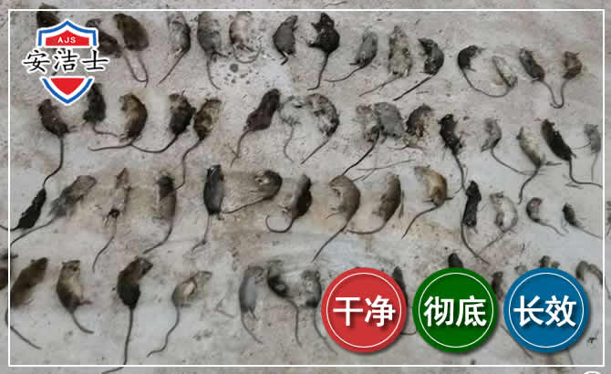开化鼠害防治-灭鼠