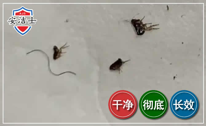 开化跳蚤防治-灭跳蚤