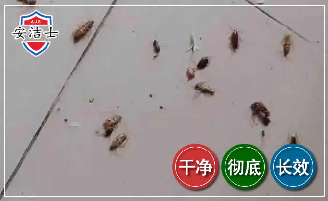 开化蟑螂防治-灭蟑螂