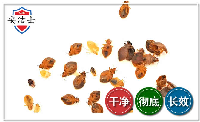 开化臭虫防治-消灭臭虫